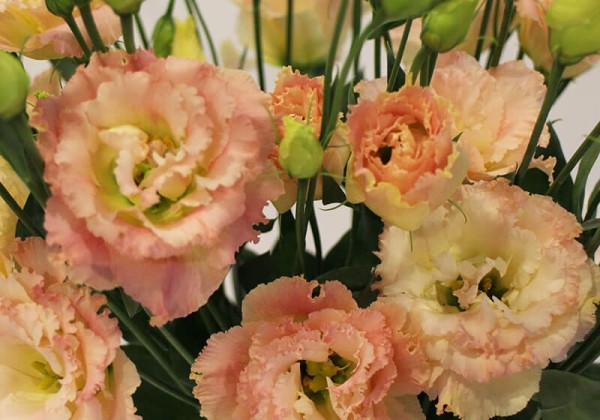 Lisianthus russelianum Alissa Champagne