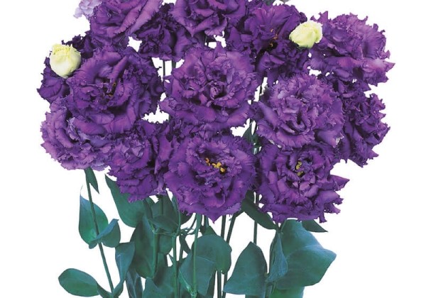 Lisianthus russelianum Alissa Blue