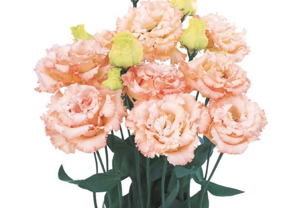 Lisianthus russelianum Alissa Apricot