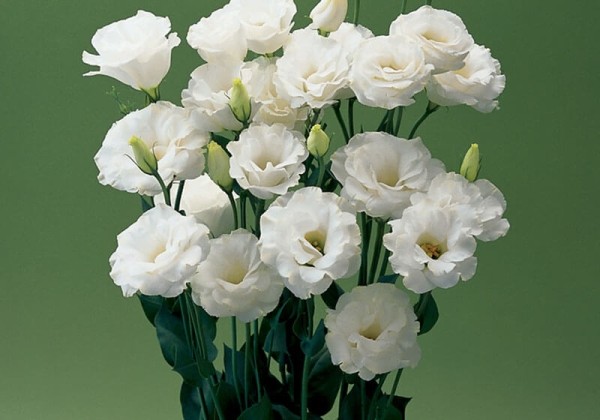 Lisianthus russelianum Arena White IV