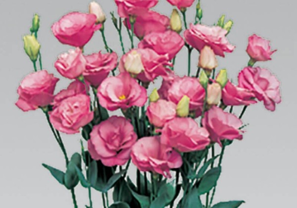 Lisianthus russelianum Arena Rose pink III