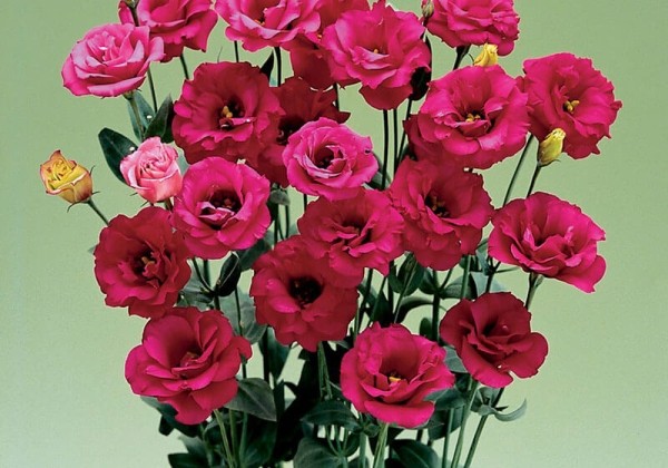 Lisianthus russelianum Arena Red