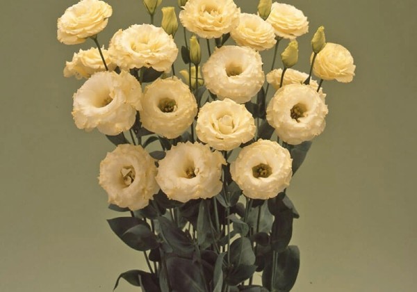 Lisianthus russelianum Arena Gold