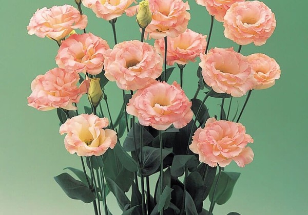 Lisianthus russelianum Arena Champagne