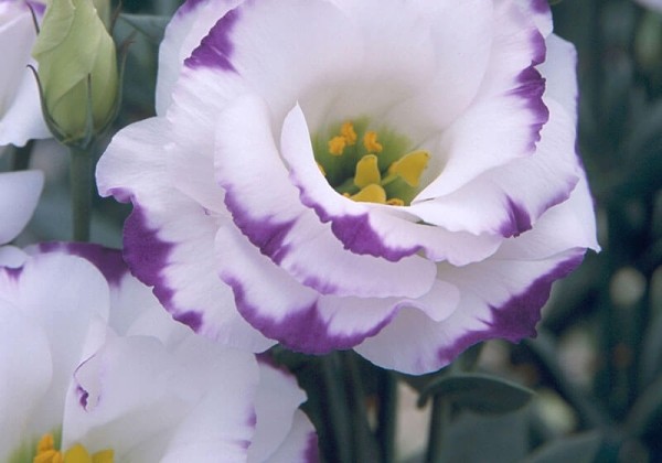 Lisianthus russelianum Arena Blue Picotee