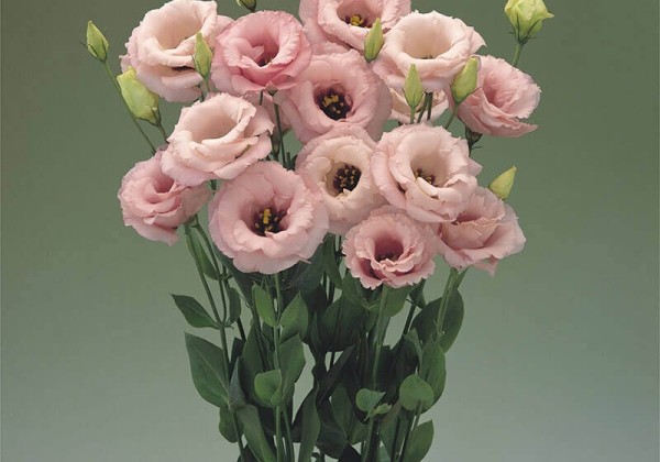 Lisianthus russelianum Arena Baby Pink