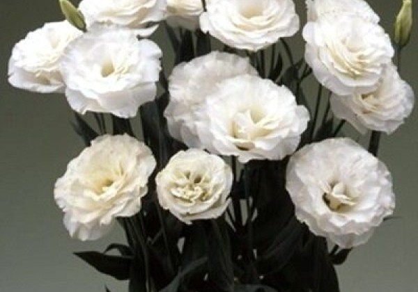Lisianthus russelianum Arena Kilimanjaro II