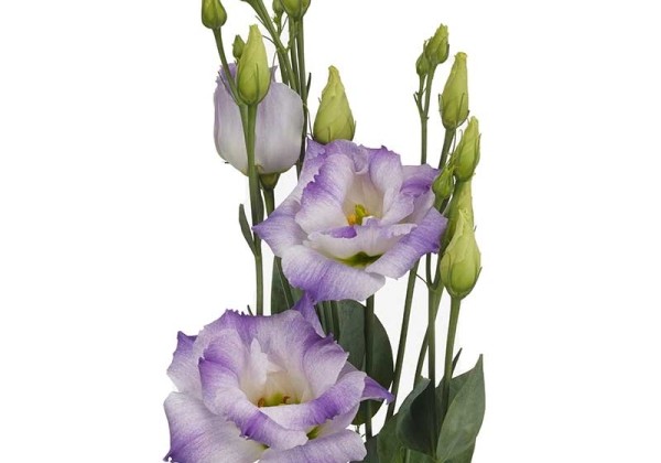 Lisianthus russelianum Aube Blue Flash