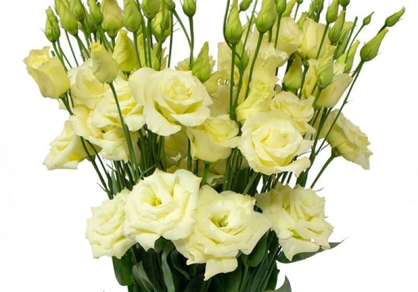 Lisianthus russelianum Aube Yellow
