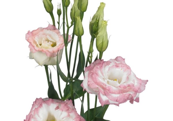 Lisianthus russelianum Aube Pink Picotee