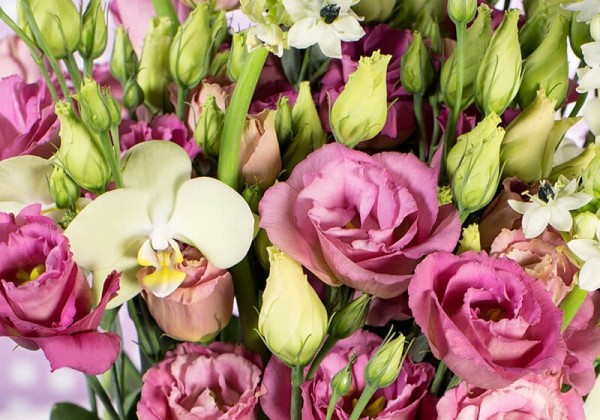 Lisianthus russelianum Aube Cocktail Champagne II