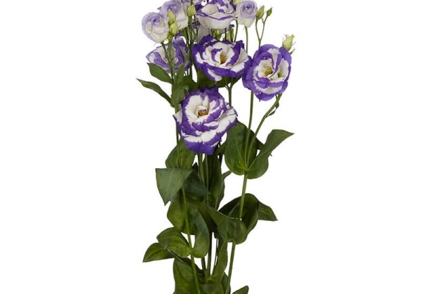 Lisianthus russelianum Aube Blue Picotee