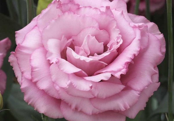 Lisianthus russelianum Corelli Deep Pink 1