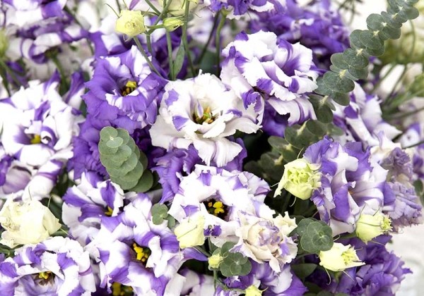 Lisianthus russelianum Corelli Deft Blue 2