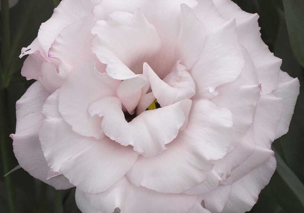 Lisianthus russelianum Corelli Light Pink 2