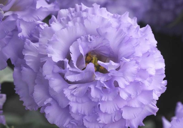 Lisianthus russelianum Corelli SU Light Lavender 1