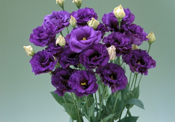 Lisianthus russelianum Corelli Blue III
