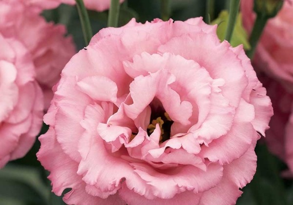 Lisianthus russelianum  Corelli Rose III