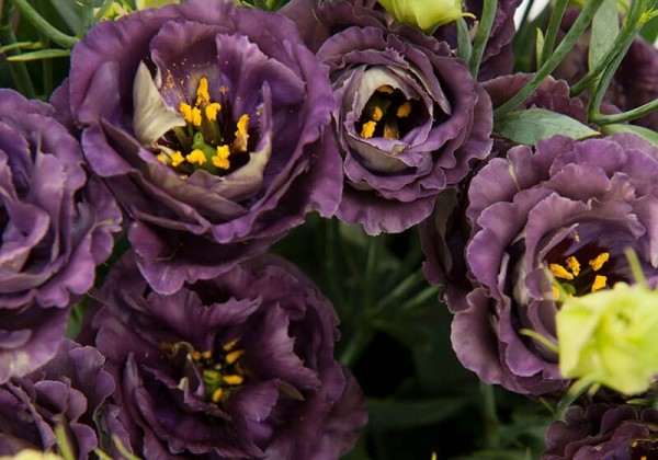 Lisianthus russelianum Rosanne Black Pearl