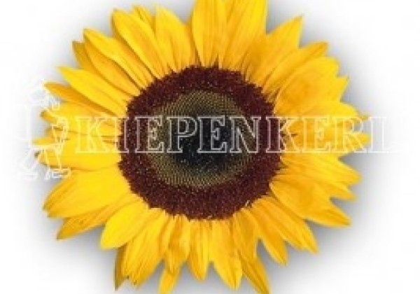 Helianthus annuus Tiffany