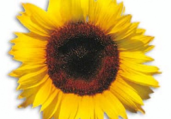 Helianthus annuus Full Sun Improved