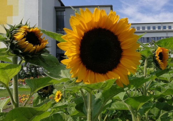 Helianthus annuus Premier Alpha