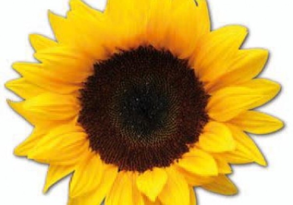 Helianthus annuus Premier Orange