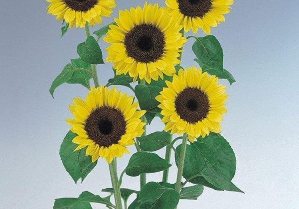 Helianthus annuus Premier Light Yellow