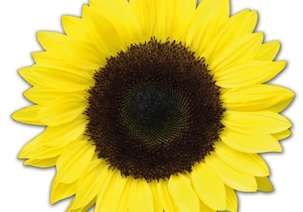 Helianthus annuus Premier Lemon