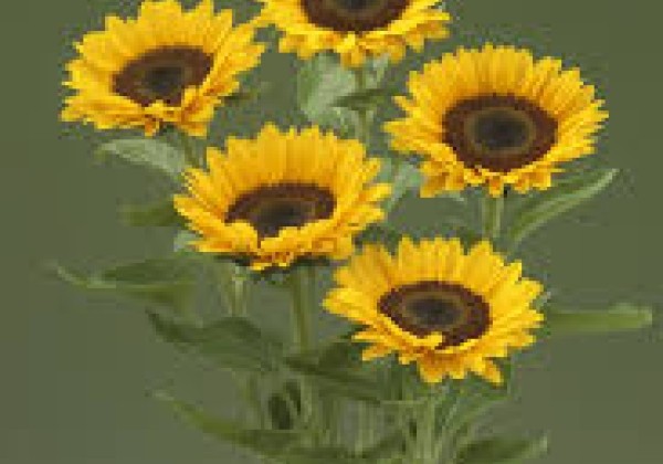 Helianthus annuus Premier Up Orange