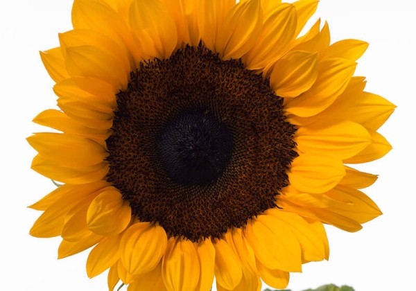 Helianthus annuus Solano