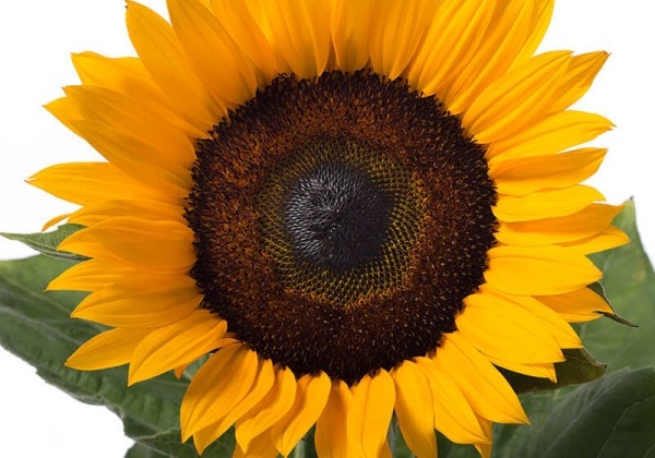 Helianthus annuus Solano No. 12