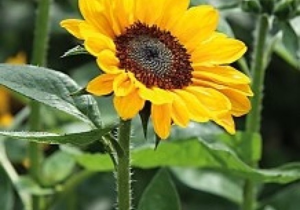 Helianthus annuus Tanja