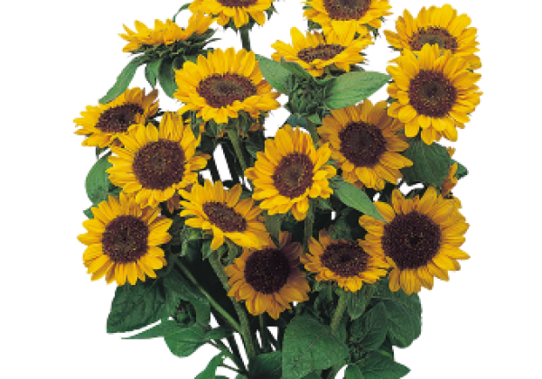 Helianthus annuus Sonja