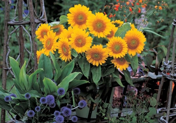 Helianthus annuus Sunrich Gold