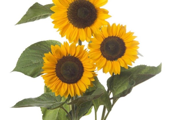 Helianthus annuus Sunrich Provence