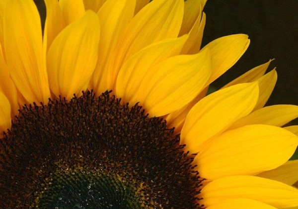 Helianthus annuus Sunrich Orange