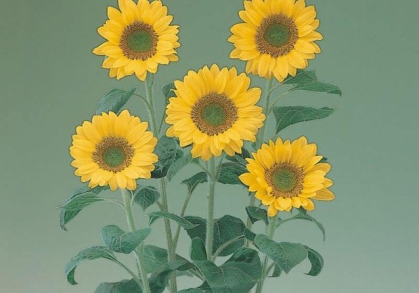 Helianthus annuus Sunrich Lime