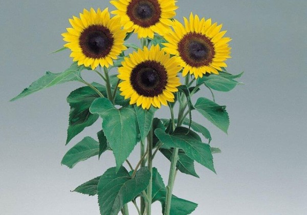 Helianthus annuus Sunrich Lemon