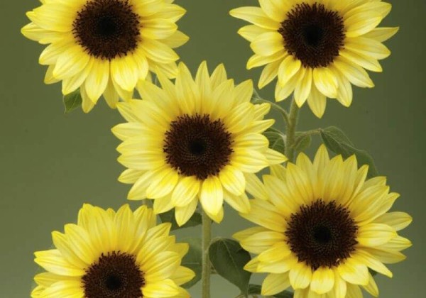 Helianthus annuus Sunrich Limonchello Summer