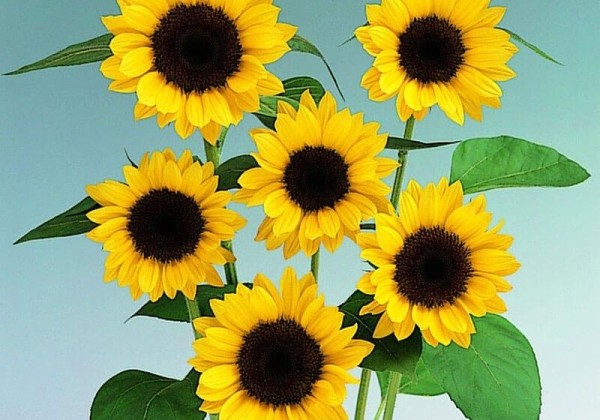 Helianthus annuus Sunrich Lemon Summer