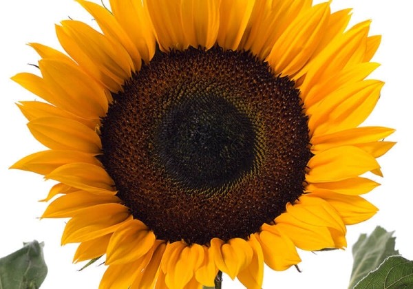 Helianthus annuus Sunrich Summer Orange