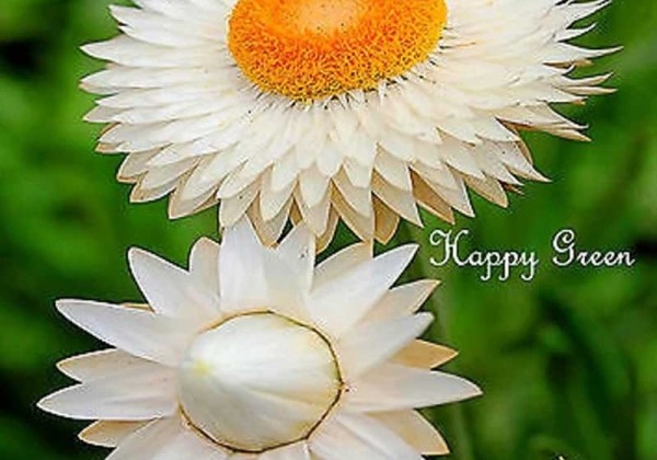 Helichrysum bracteatum Bracteatum White