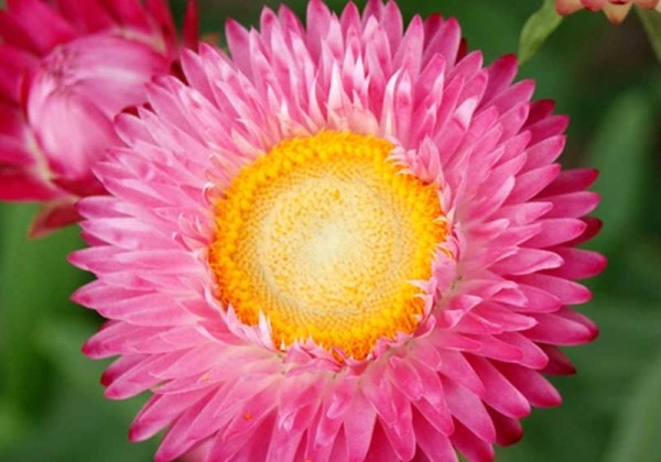 Helichrysum bracteatum Bracteatum Silvery Rose