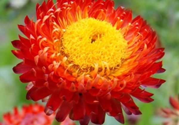 Helichrysum bracteatum Bracteatum Coppery Red