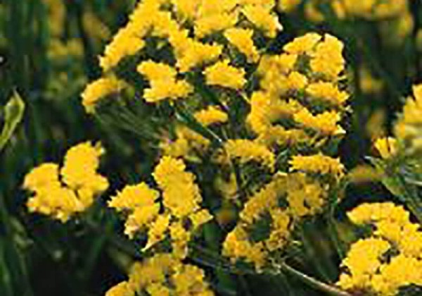 Limonium sinuatum Qis Yellow
