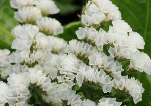 Limonium sinuatum QIS White