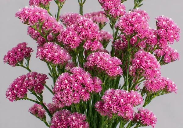 Limonium sinuatum Qis Rose