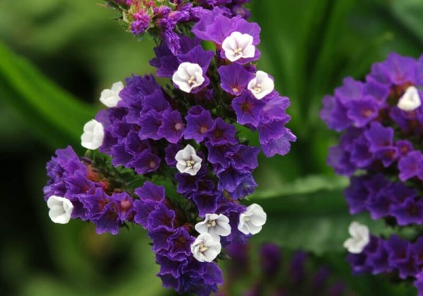 Limonium sinuatum QIS Purple