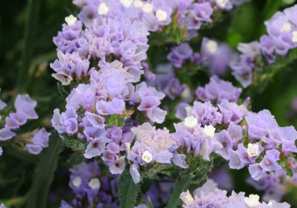 Limonium sinuatum QIS Lavender